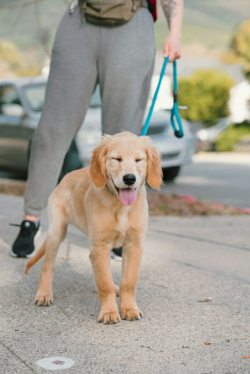 una persona paseando a un perro con una correa