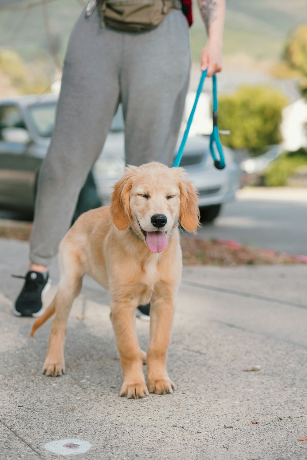 a person walking a dog on a leash