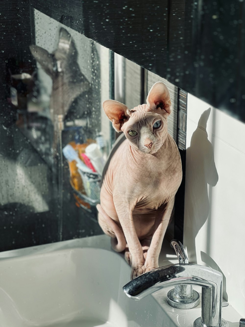 a hairless cat sitting on top of a sink