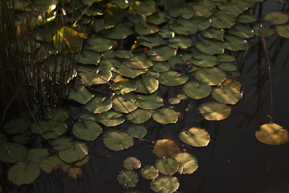 a pond filled with lots of water lilies