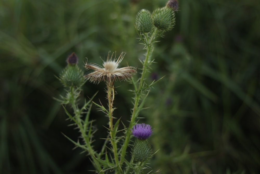 a close up of a flower with a blurry background