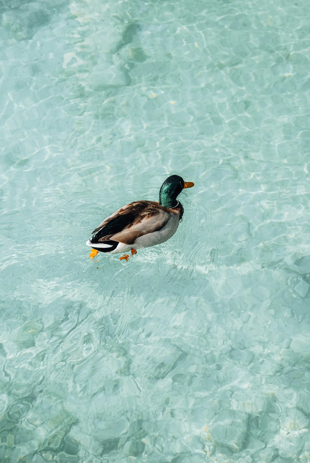 a duck floating on top of a body of water