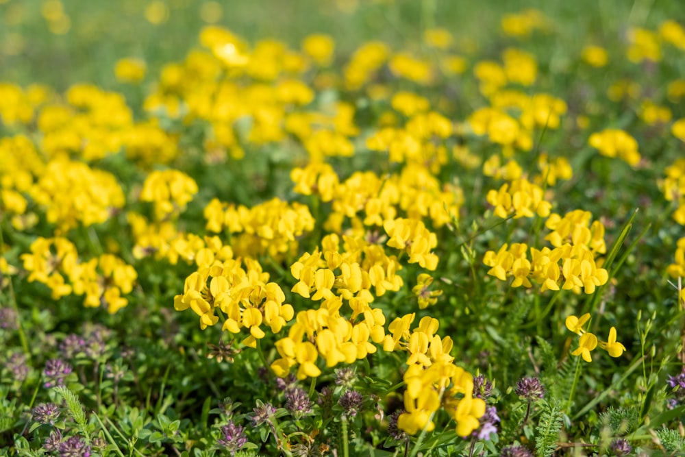 a field full of yellow and purple flowers