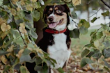 A happy rescued dog with a bright red collar enjoying a walk in the park.