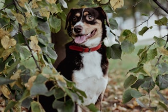 A playful dog wearing a colorful collar in a park.