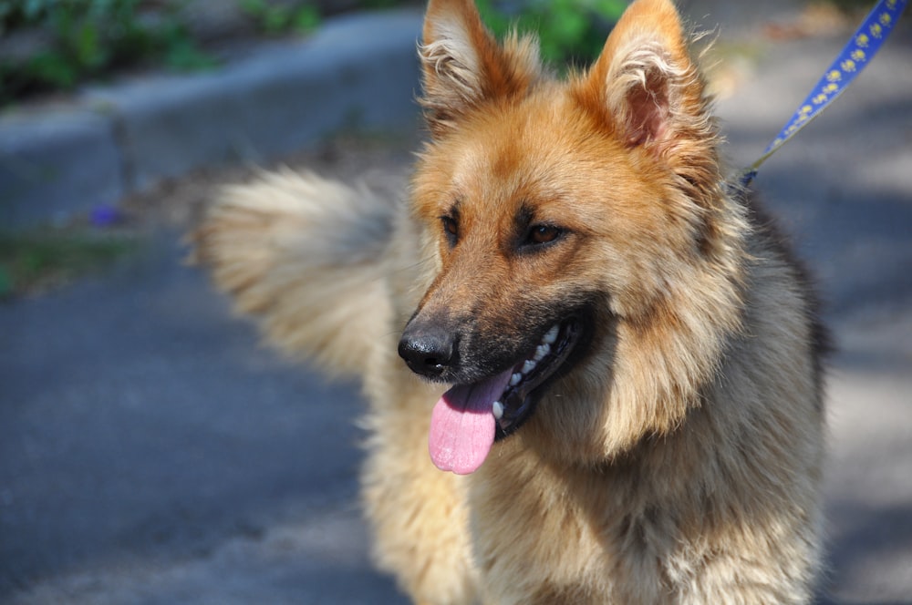 a close up of a dog on a leash