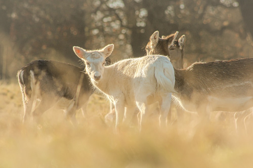 Un branco di cervi in piedi in cima a un campo coperto di erba