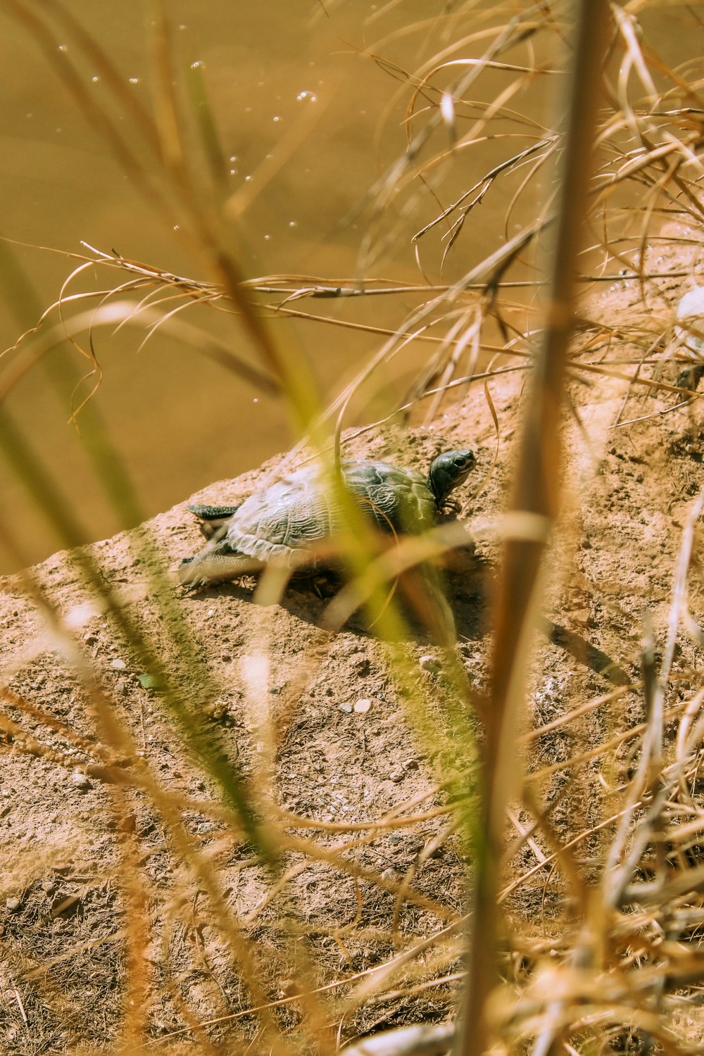 a turtle is laying on a rock in the water