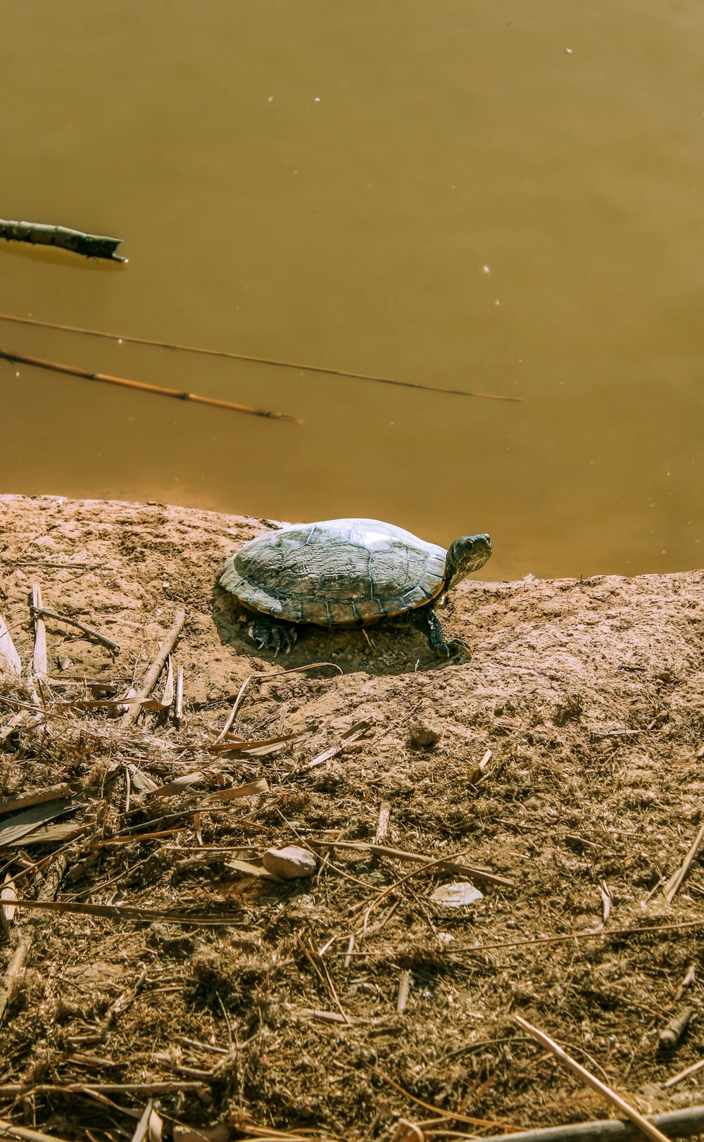 a turtle is sitting on the sand by the water