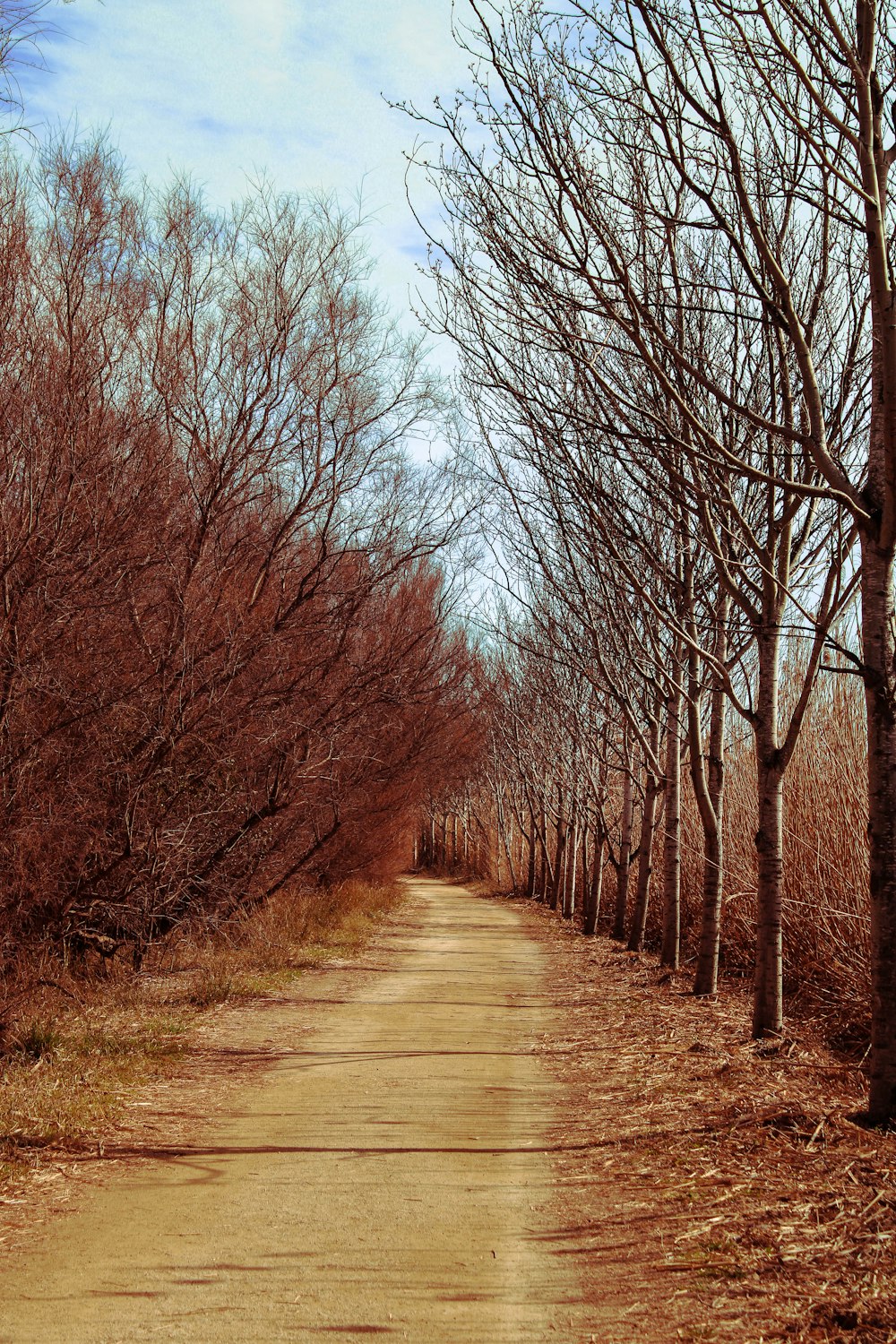 a dirt road surrounded by trees with no leaves