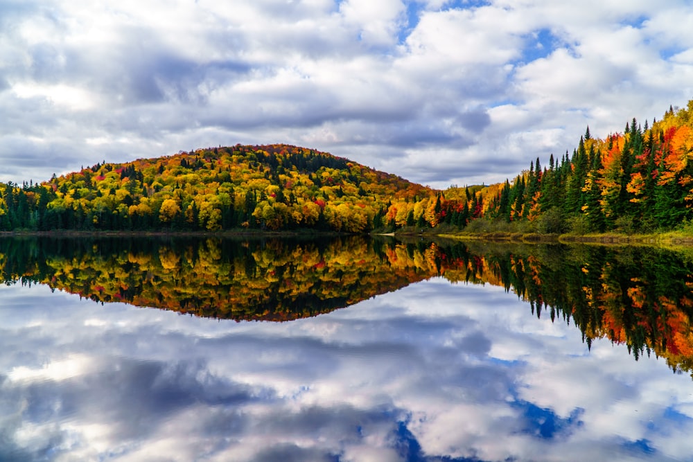 a lake surrounded by a forest filled with lots of trees