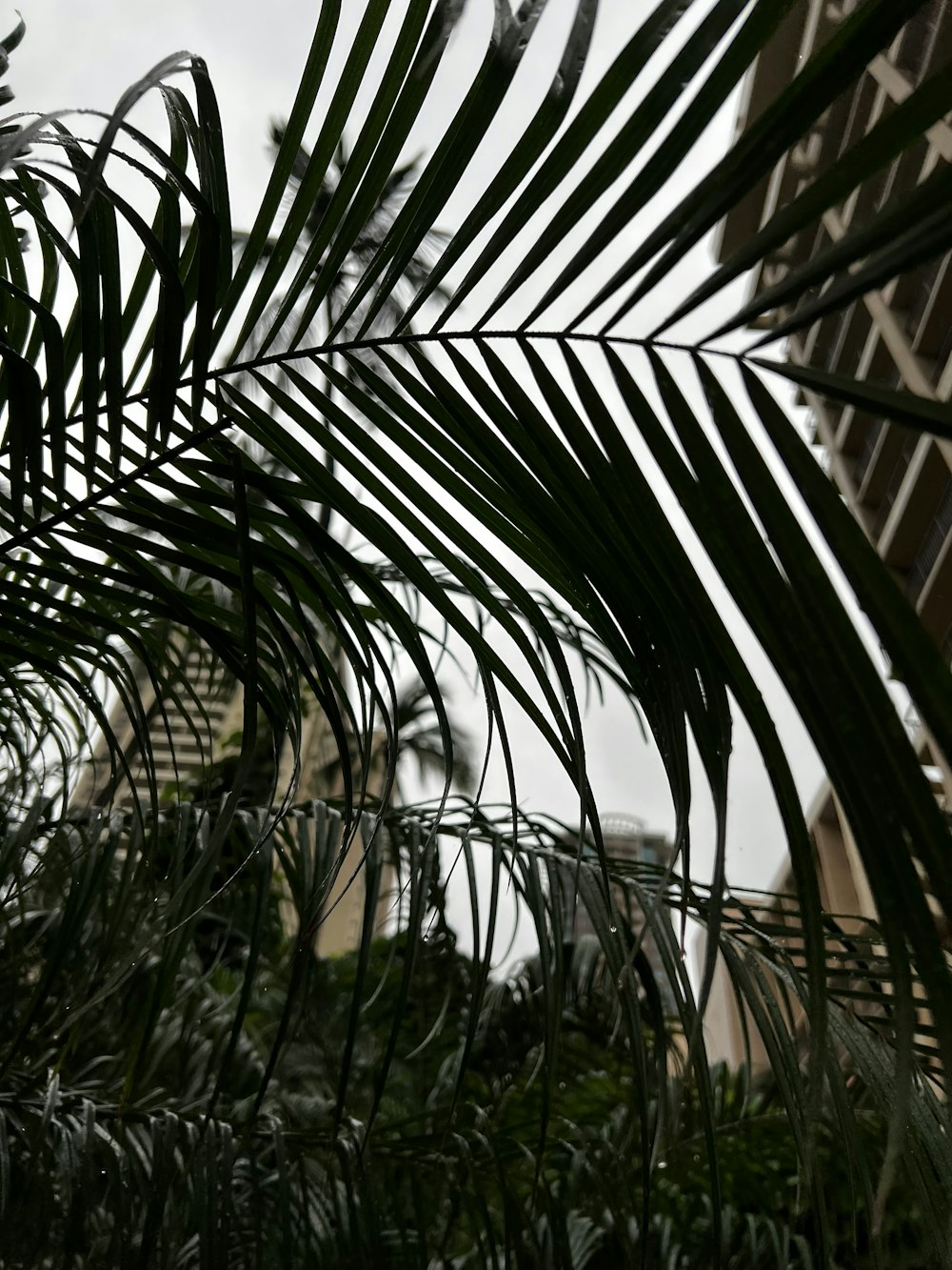 a close up of a palm tree with a building in the background