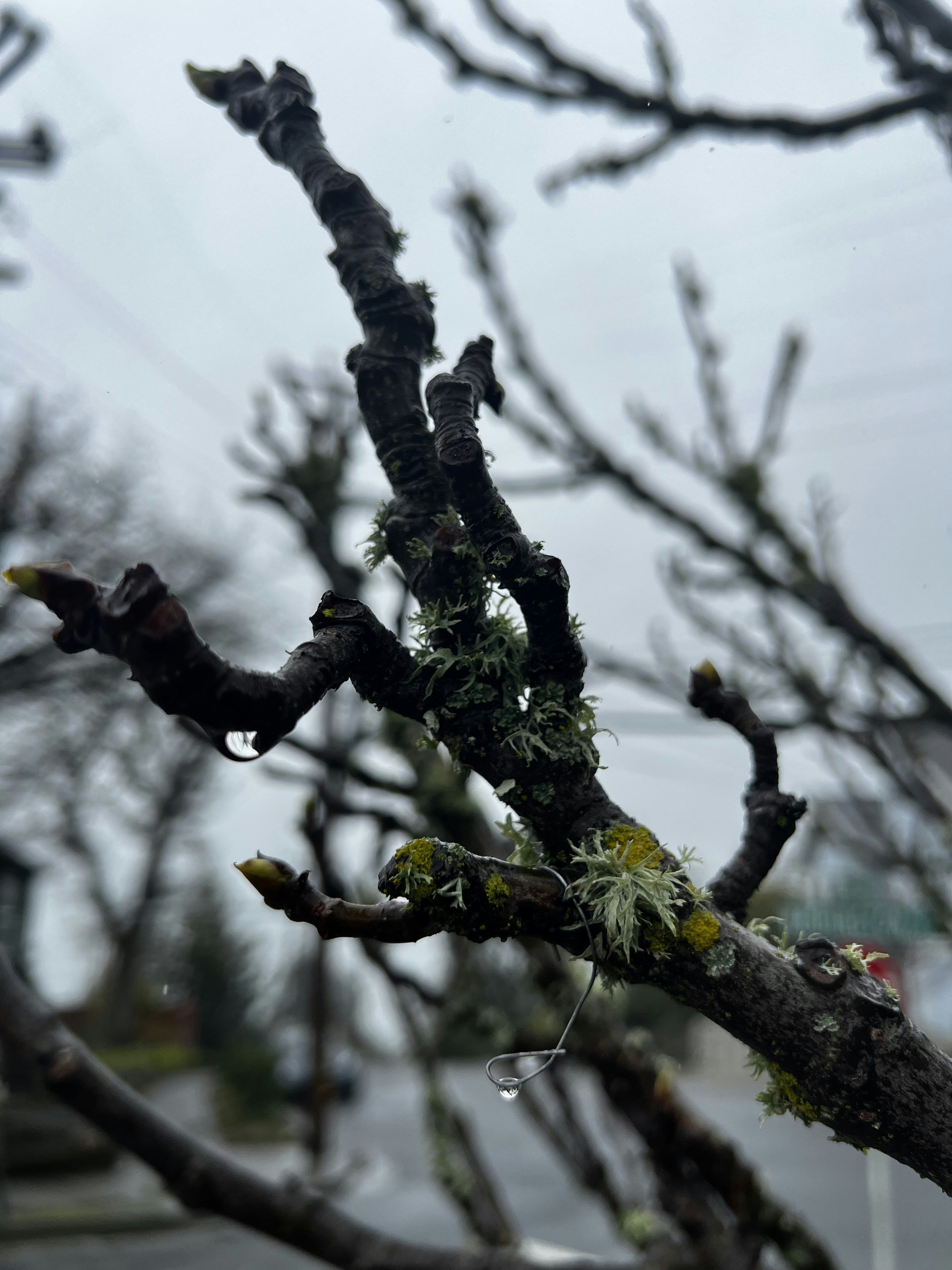 a tree branch that has some green moss growing on it
