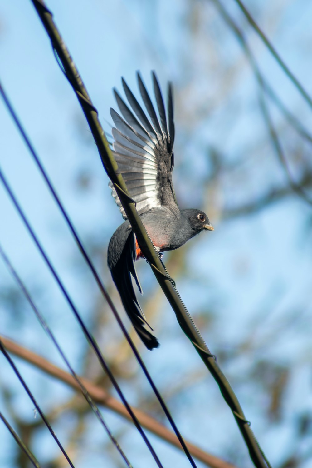 a bird is flying in the air on a tree branch