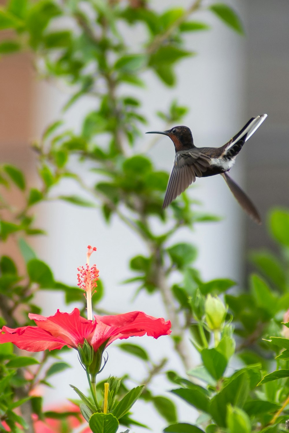 a hummingbird flying over a red flower