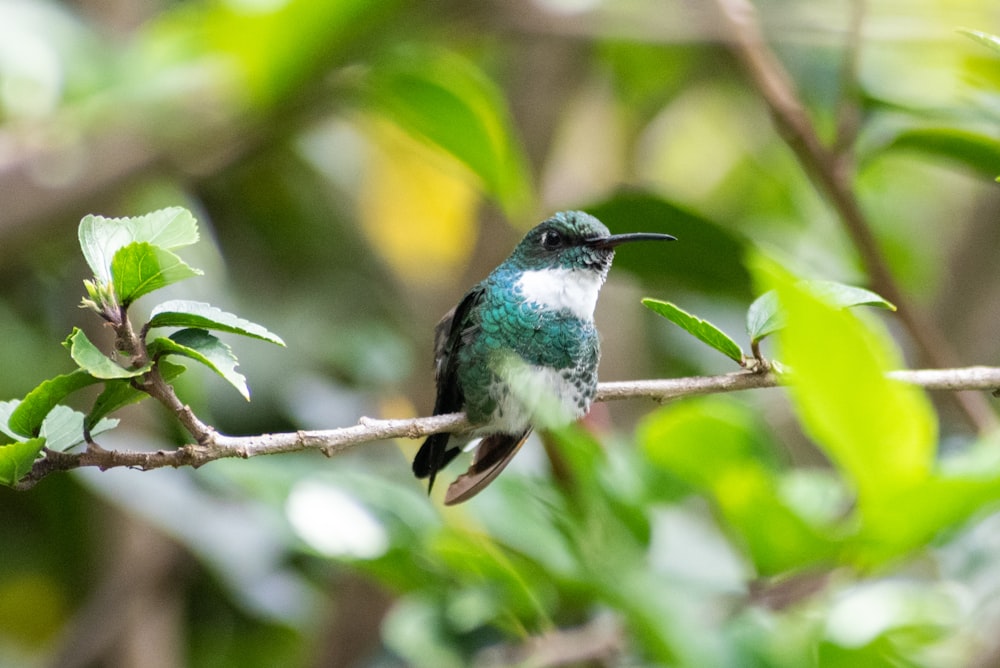 a small bird sitting on a branch of a tree