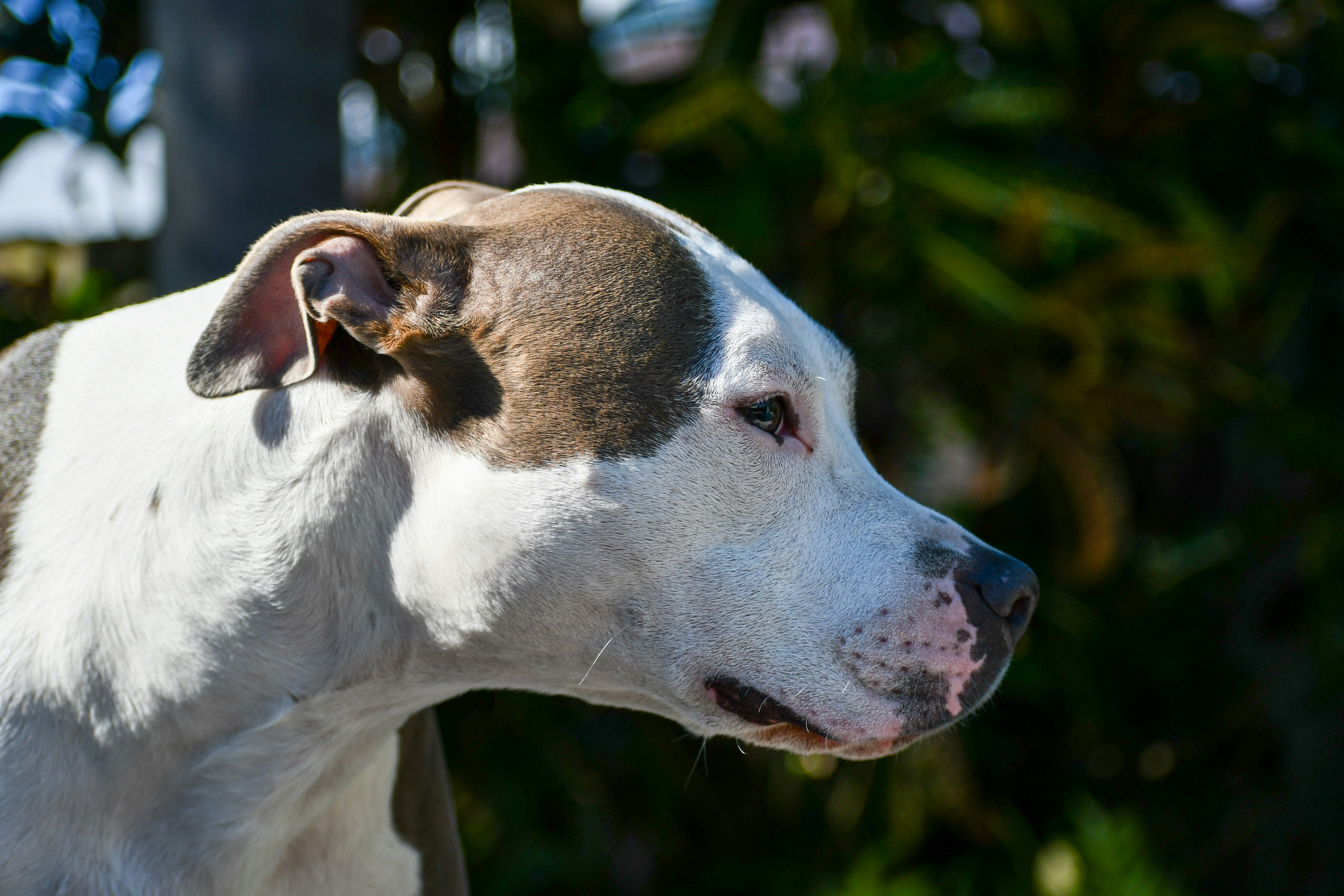 Un primer plano de un perro con un arbusto en el fondo