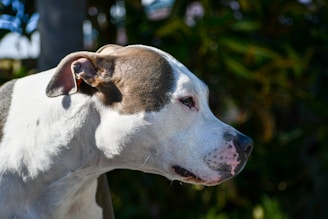 A close-up profile of a dog with a white and brown coat, displaying a calm and alert expression against a blurred, natural background.