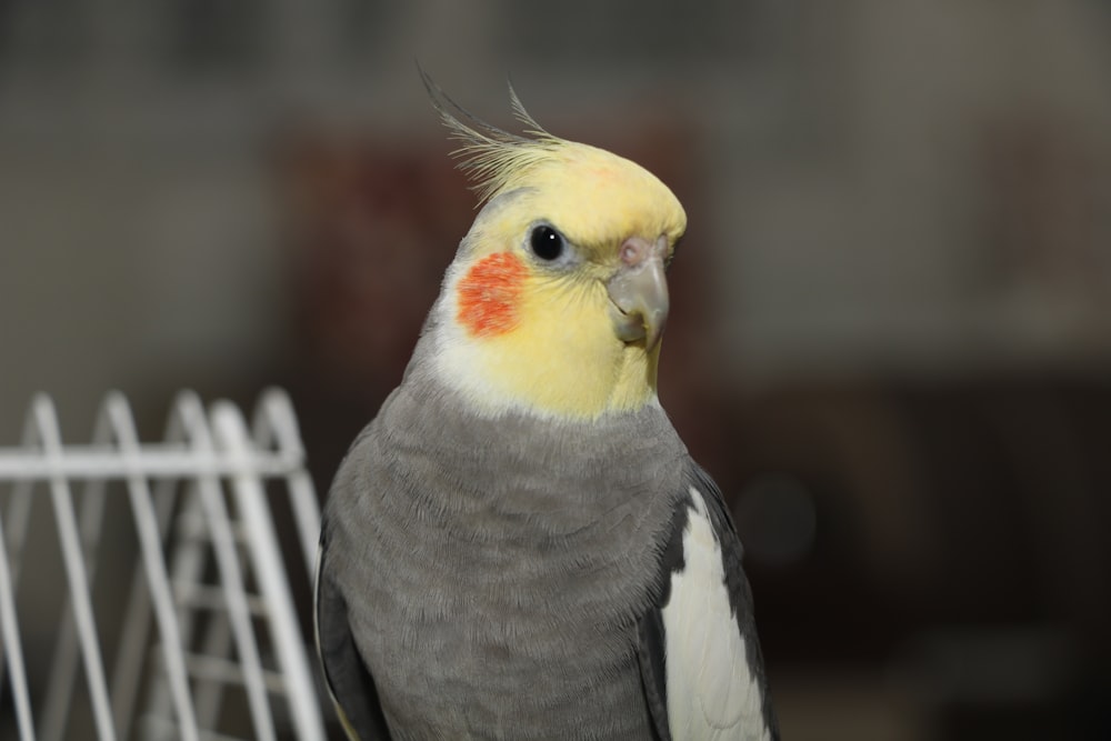 a close up of a bird near a fence