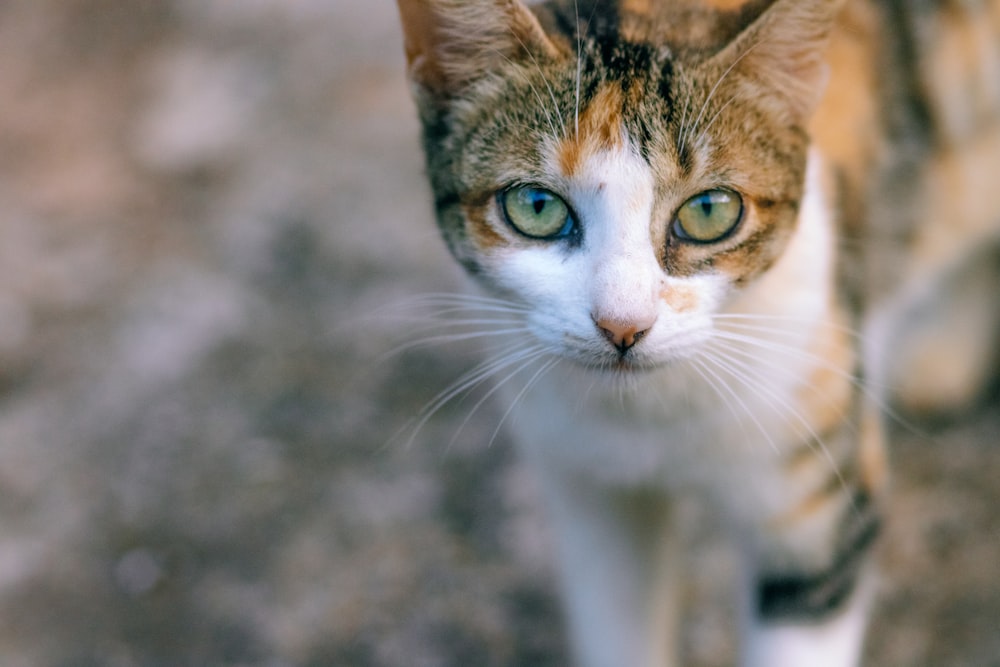 a close up of a cat with a blurry background