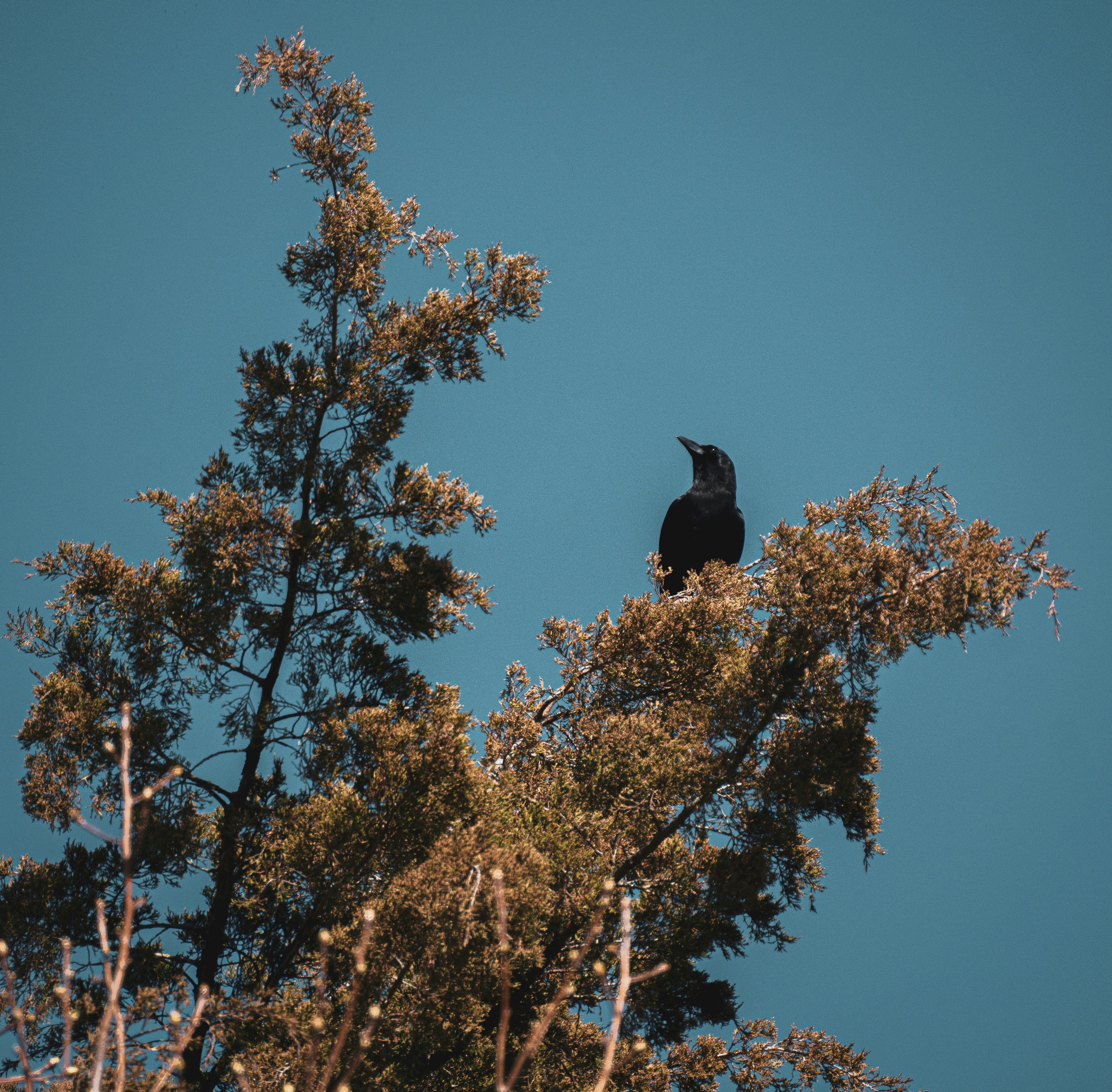 Photo by keepitchassephotography