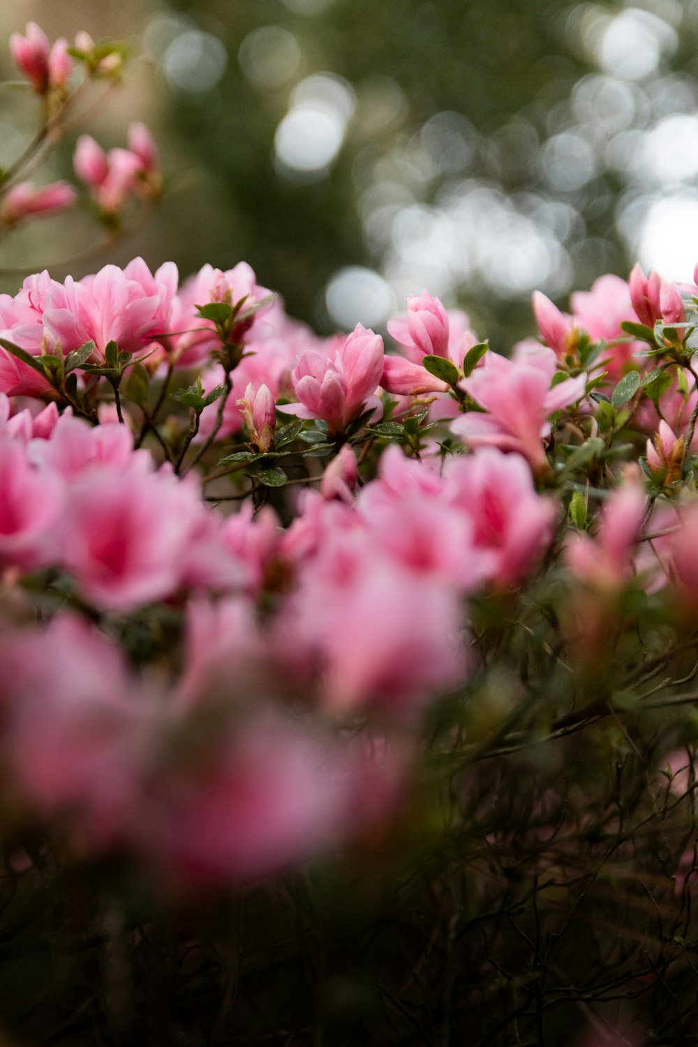 a bunch of pink flowers that are in the grass