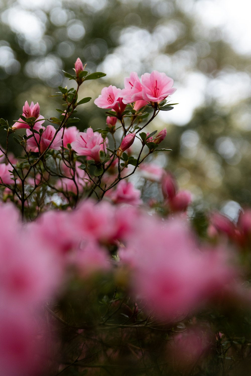 a bunch of pink flowers that are blooming