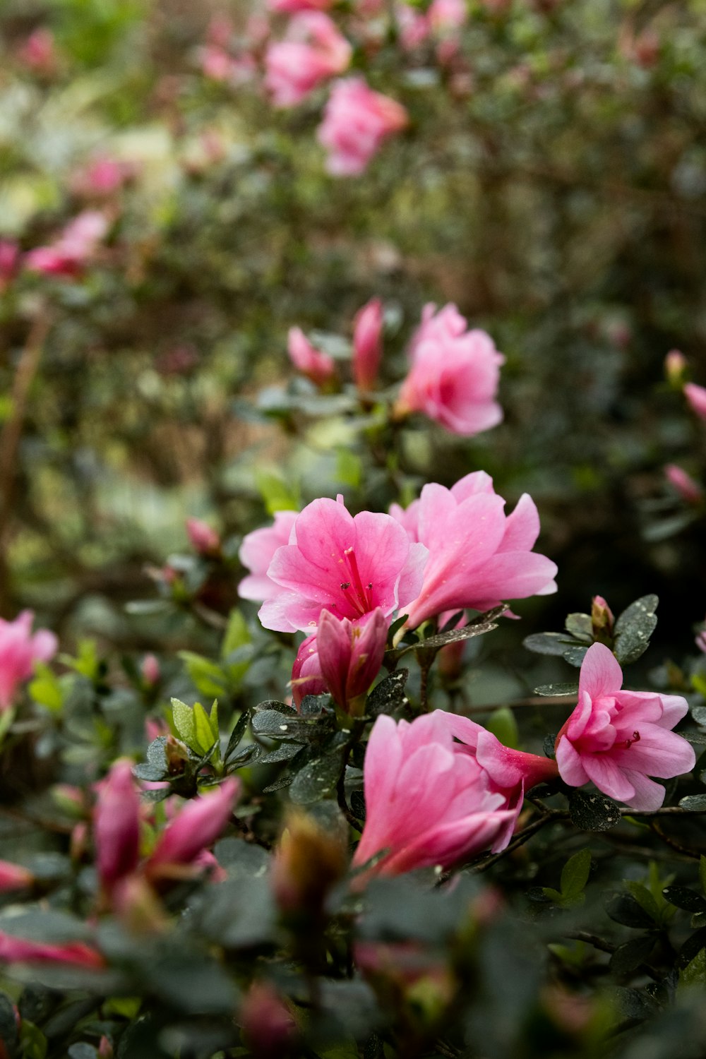 a bunch of pink flowers that are in the grass