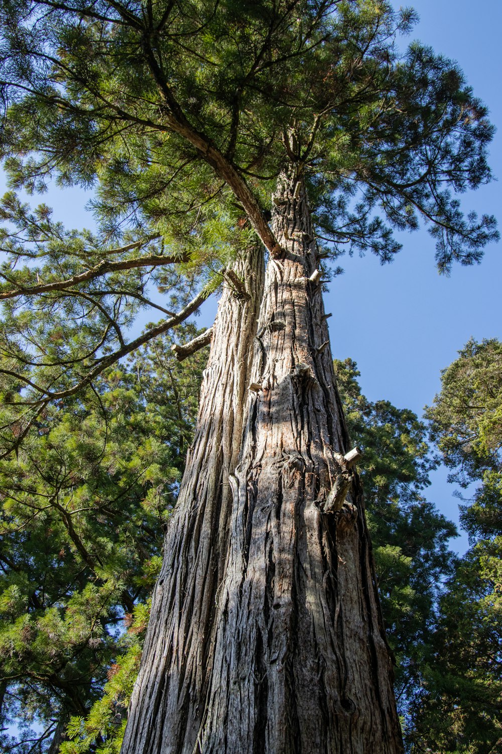 a very tall tree with lots of trees around it