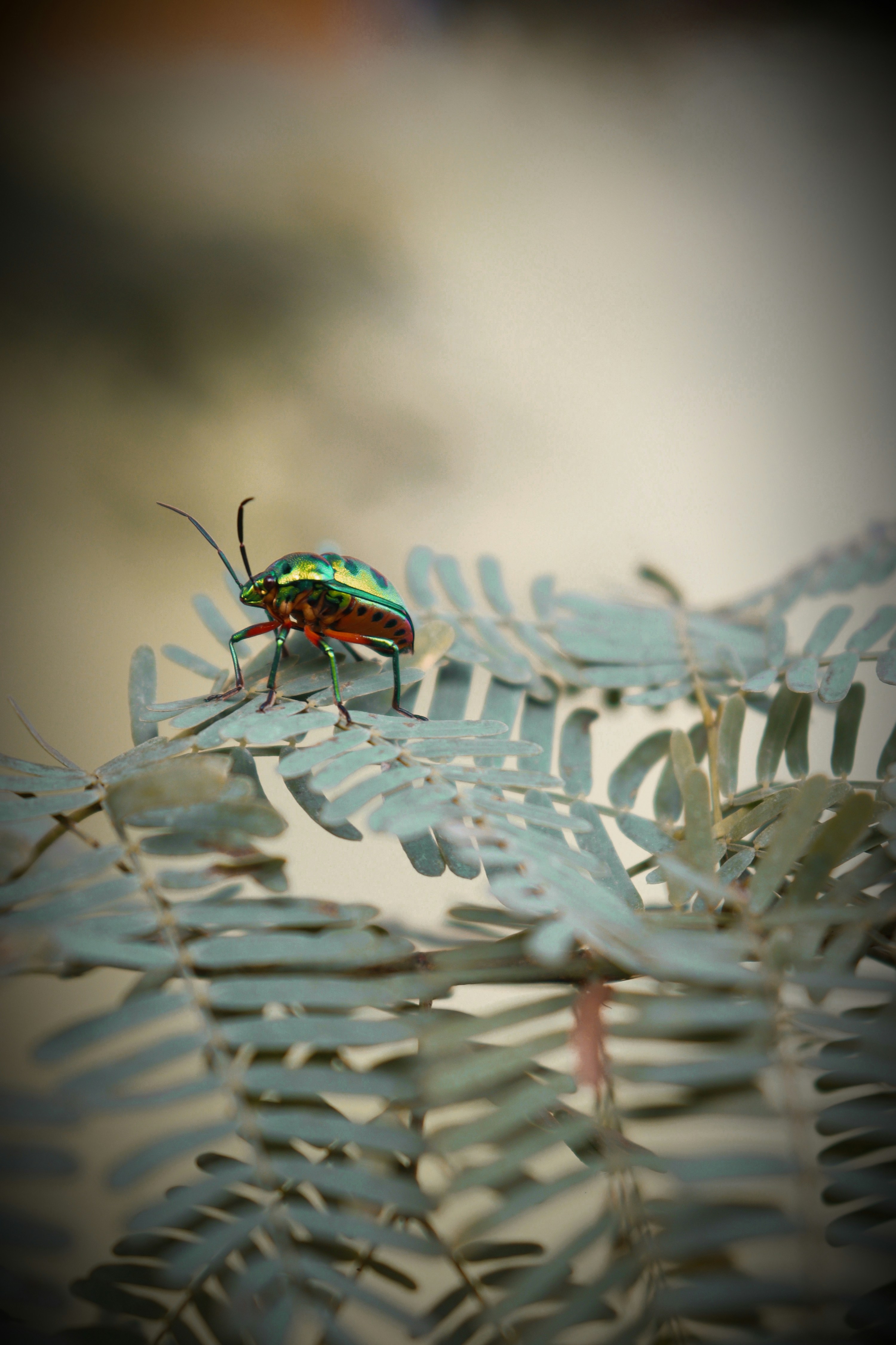 A green bug sitting on top of a leaf photo – Free Animal Image on Unsplash