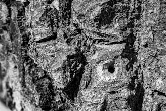 A close-up black and white photograph highlighting intricate textures on an ancient tree bark.