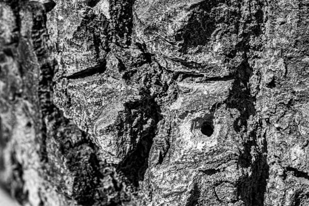 A close-up black and white photograph highlighting intricate textures on an ancient tree bark.