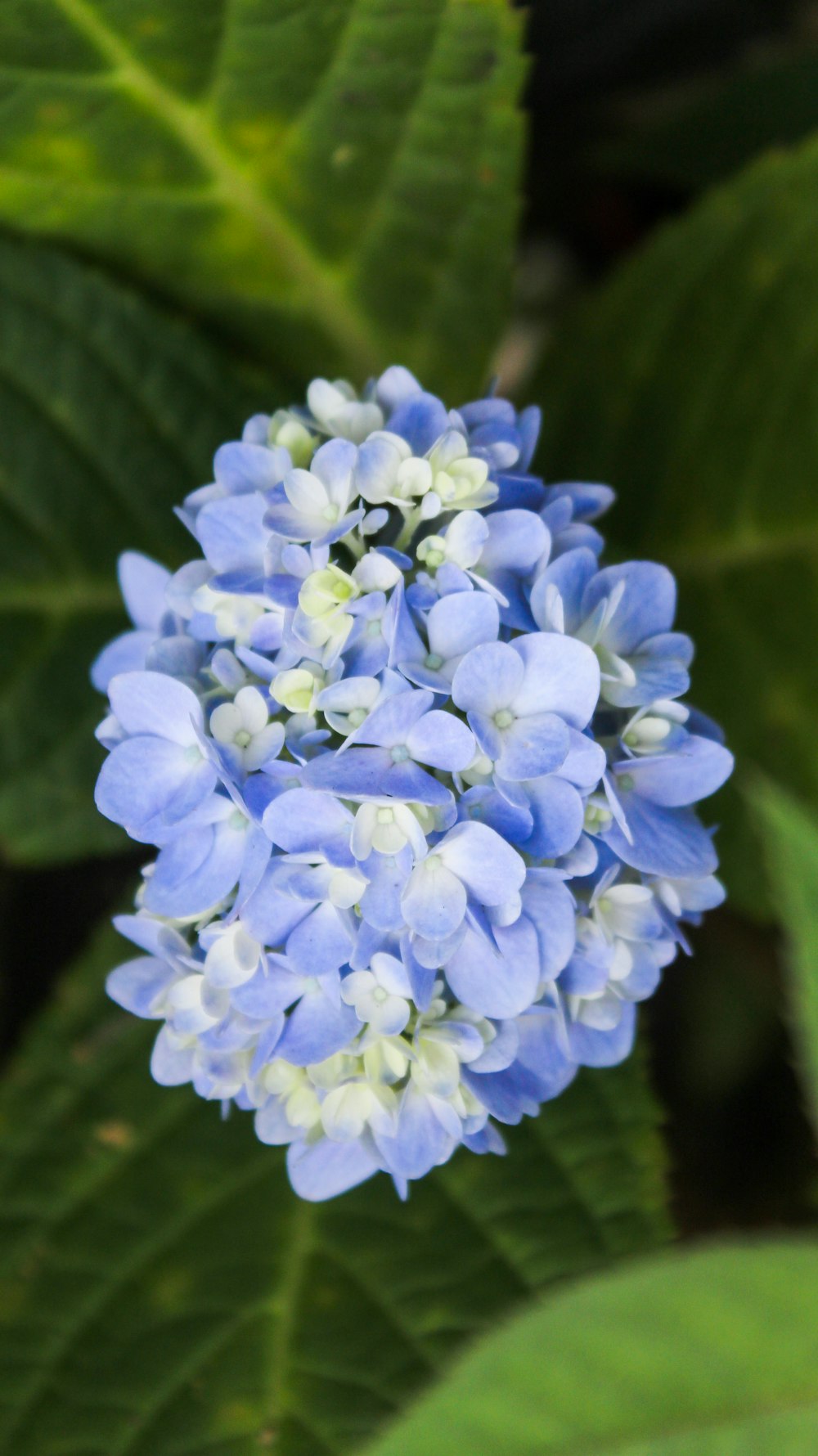 a close up of a blue and white flower