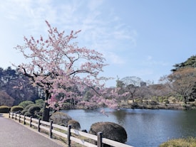 A serene landscape featuring a cherry blossom tree in full bloom next to a tranquil body of water. The sky is clear and blue, with a few scattered clouds. A wooden fence lines a pathway beside the water, creating a peaceful setting.