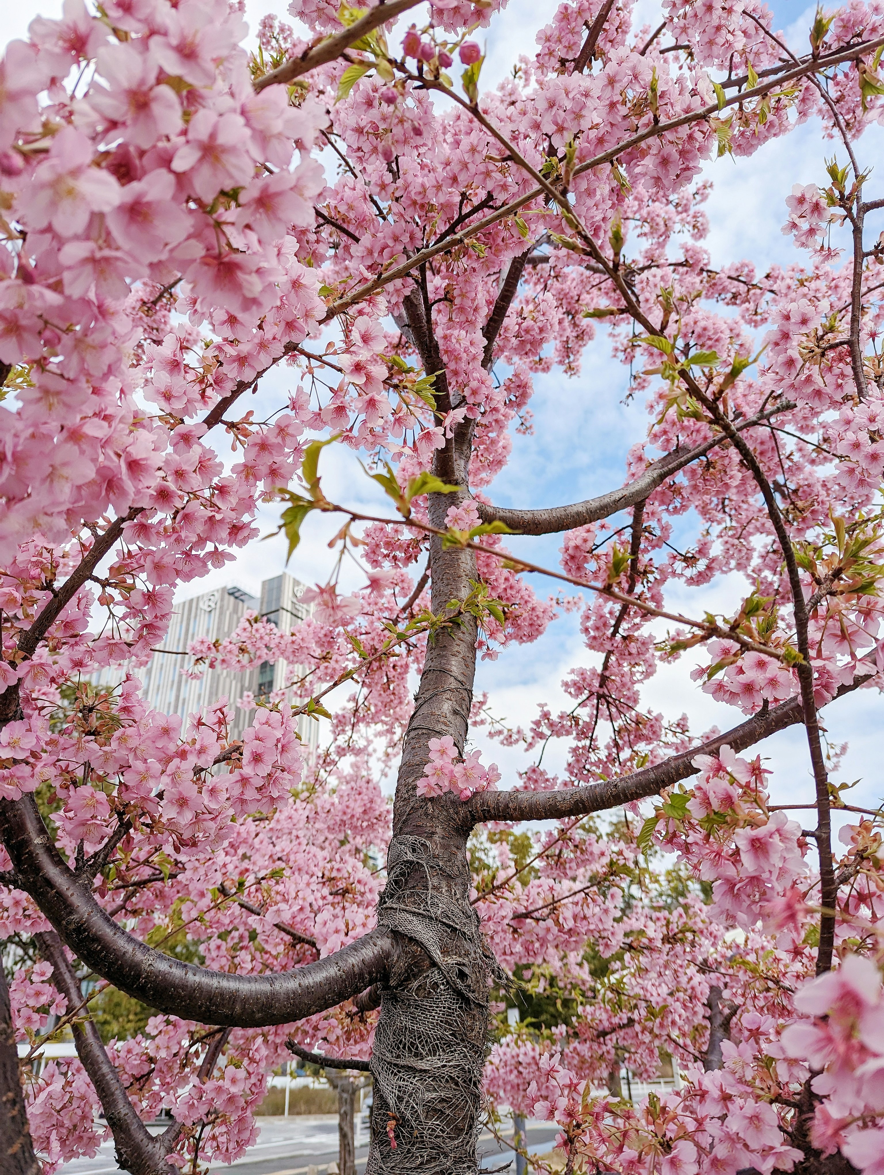 Photo by notethanun