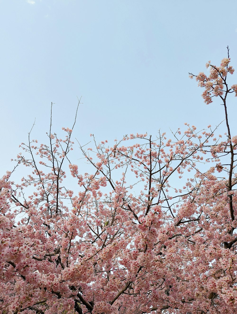 푸른 하늘 앞에 분홍색 꽃이 많은 나무