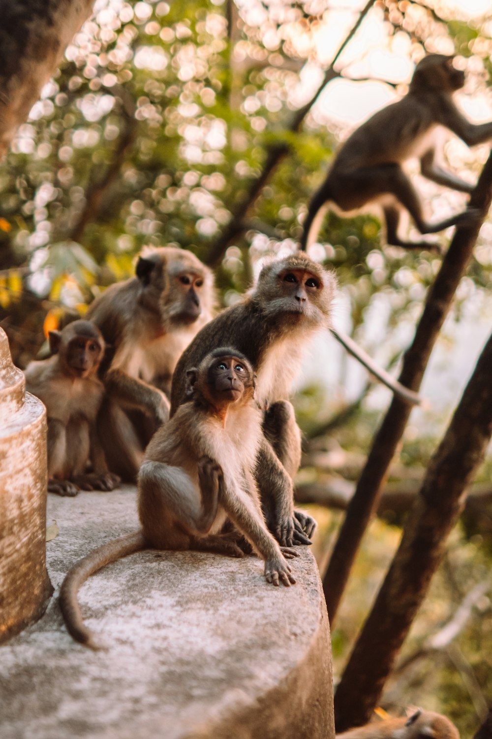 a group of monkeys sitting on a ledge
