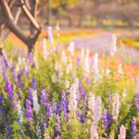 a field full of purple and white flowers