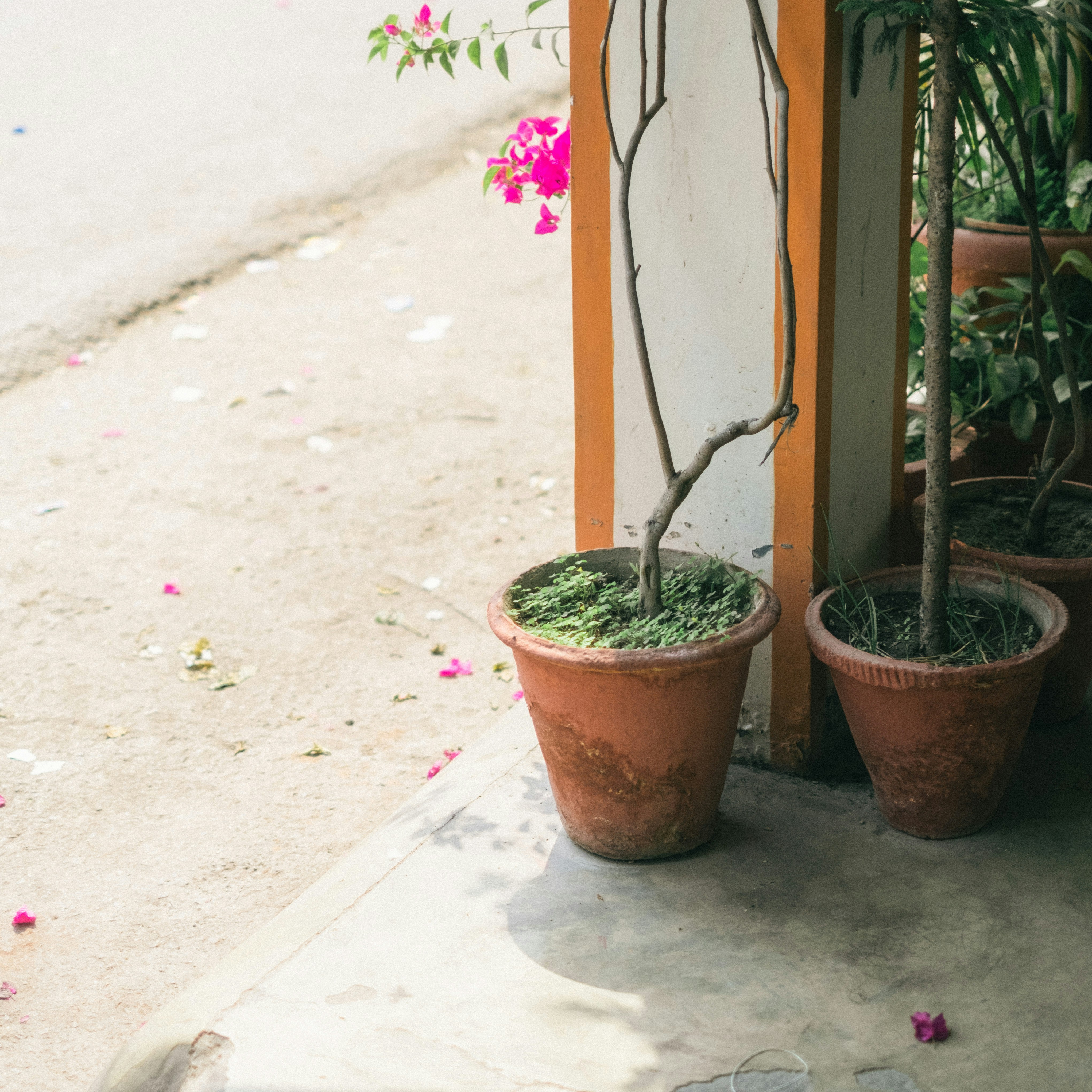 a couple of potted plants sitting next to each other