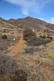 A rugged outback trail winding through red earth and sparse eucalyptus trees under a clear blue sky.