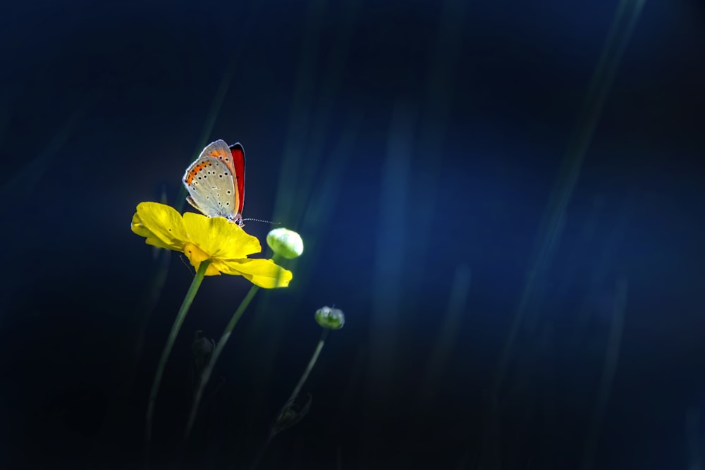 a butterfly sitting on top of a yellow flower