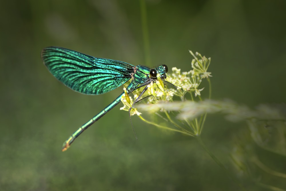 a green dragonfly resting on a flower