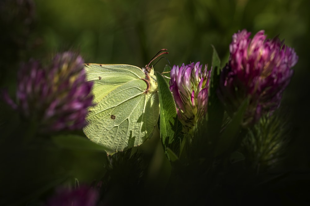 a green butterfly sitting on top of a purple flower