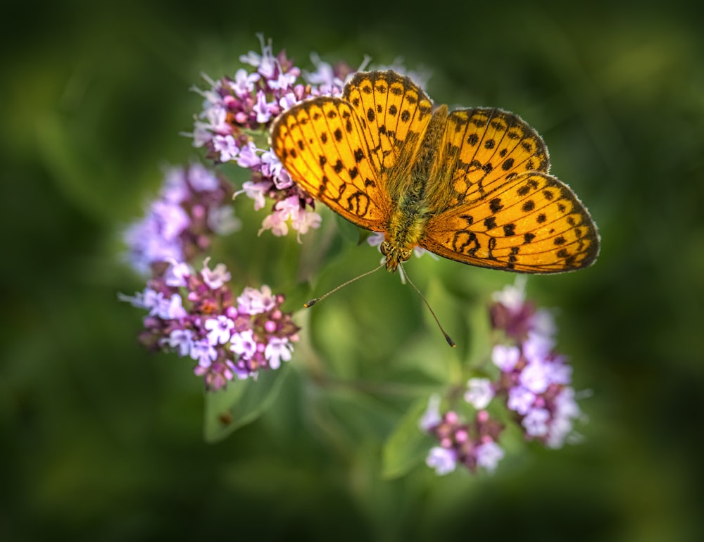 보라색 꽃 위에 앉아 있는 두 나비
