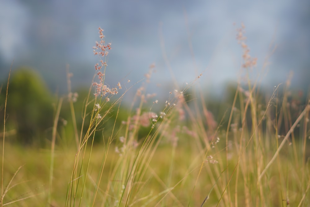 a field with tall grass and trees in the background