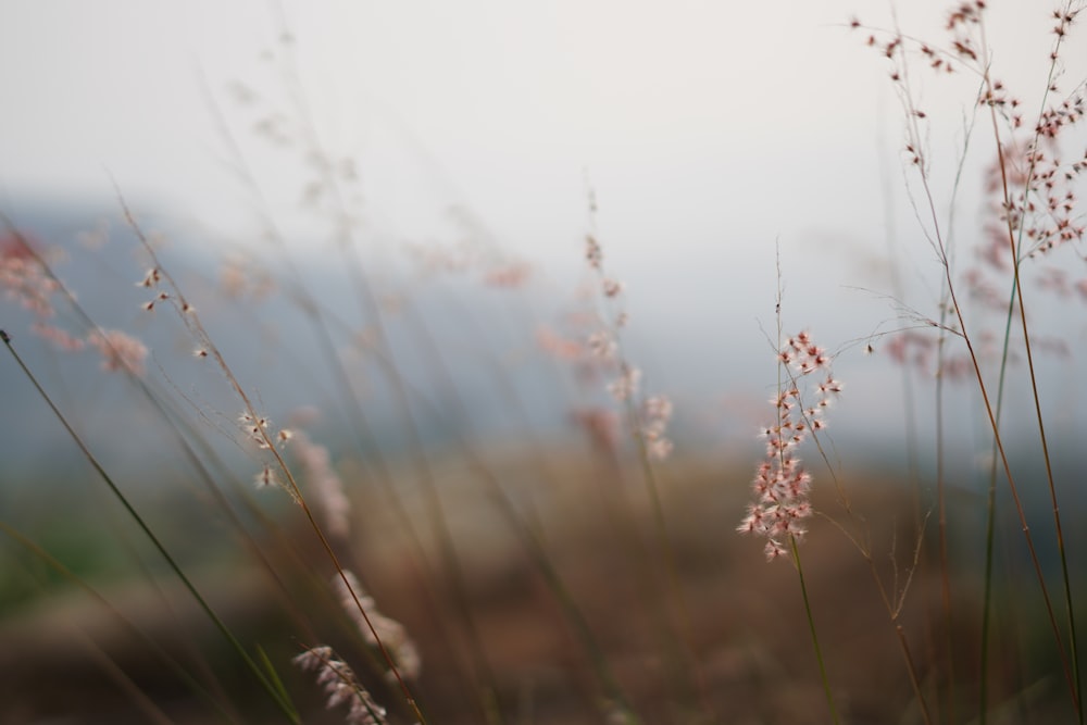 a close up of some pink flowers in a field