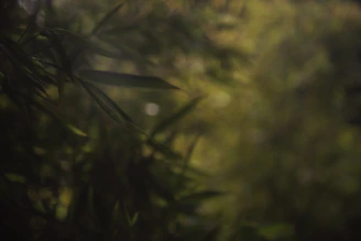 Photographer capturing a food shot with soft natural light filtering through a matte forest green backdrop.