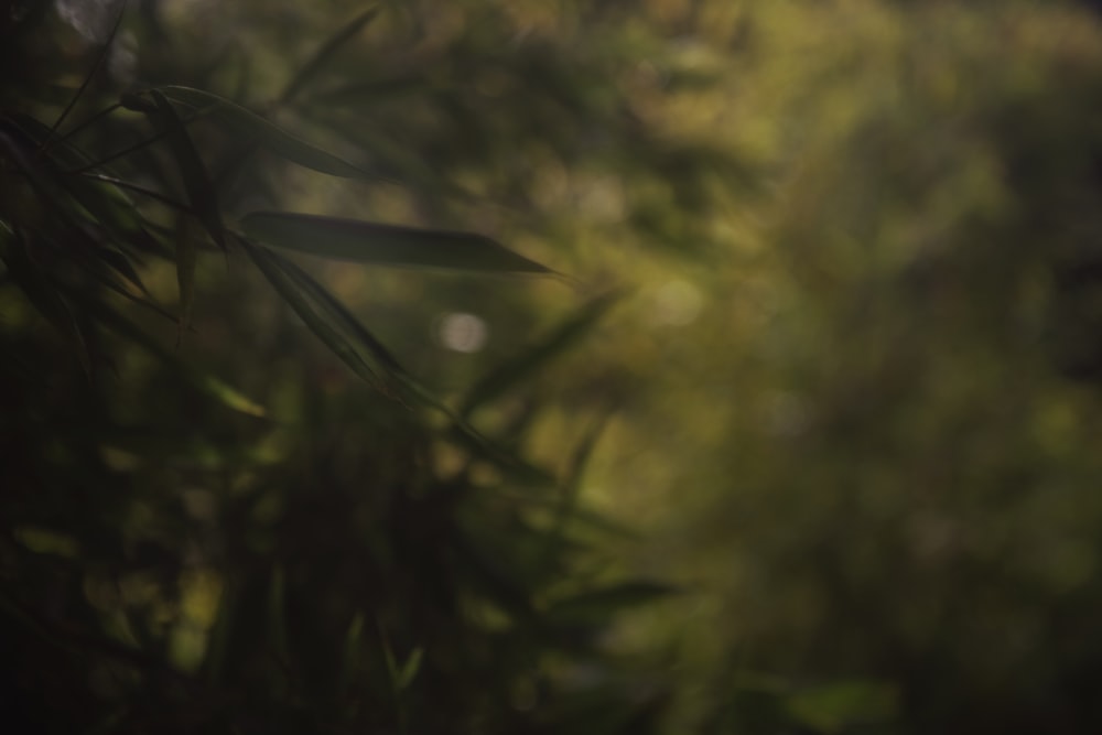 a blurry photo of a tree with leaves