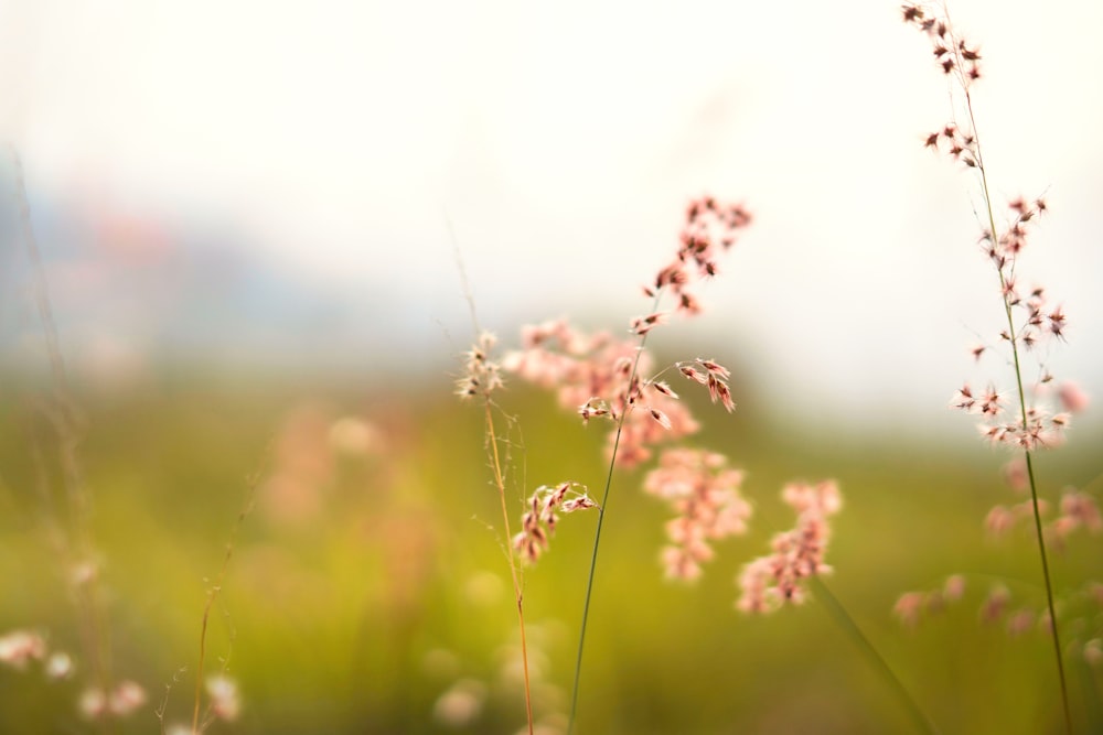 some pink flowers in a grassy field