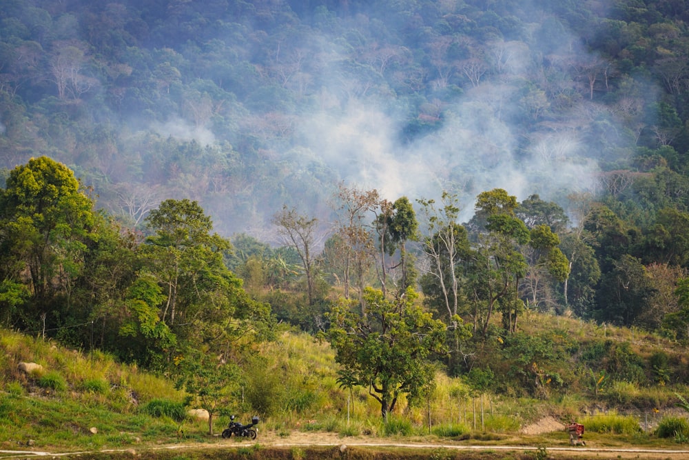 uma floresta cheia de muitas árvores ao lado de um rio